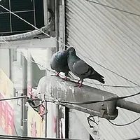 original sound - user19274441