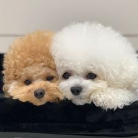 puresisters