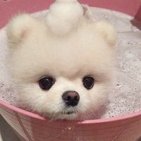 nhạc nền - Love Pets