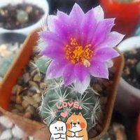 chonly_nang