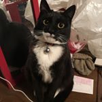 tokyocatramen