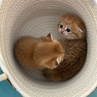 alura.cattery