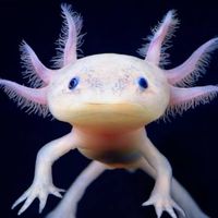 mexico_salamander