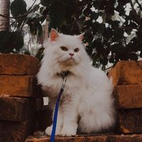 bestcat_family