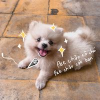 reviewhanhphuc