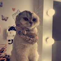 fatomah55