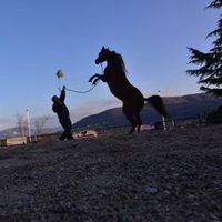 ciroscola