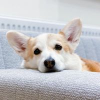corgi_noel