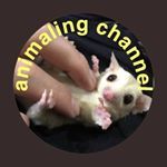 animaling_ka_kun