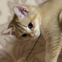 romeo_duk