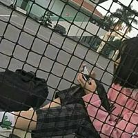vủ điệu nẹt bô