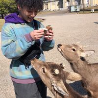 gyudon_146