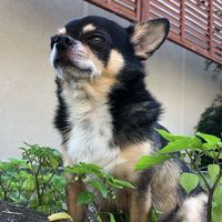 charoqoo
