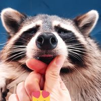 raccoonvillage