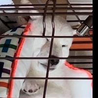 shibaomame