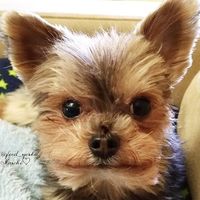 原聲 - Yorkie Ma 吃東西