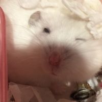 sweet_potato.2019