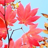 オリジナル楽曲 - kaede🍁ミュージック🎼🎧