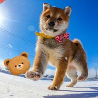 オリジナル楽曲 - 🧿Mamidogs🧿