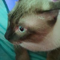 cat_mama