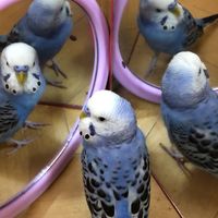 アヤノの幸福理論