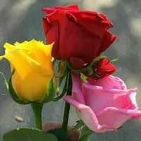 original sound - nandini575558317