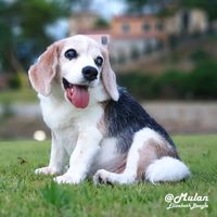 mulan_beagle