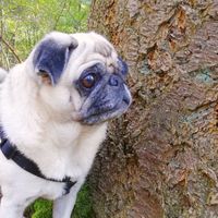 mops_und_meeries