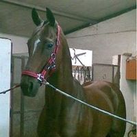 salvatoremilito2