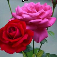 user81167304chitra