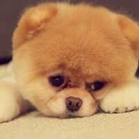 cutedog8899