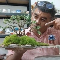 bonsaistonesfantasy