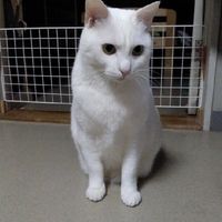 mayumi196300
