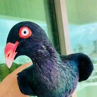 bks.pigeon.farm.h
