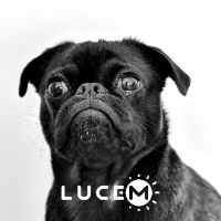 lucem_id