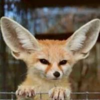 fennec_indie
