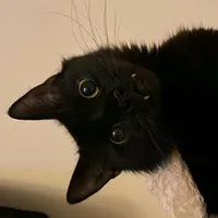 original sound - d_konnd