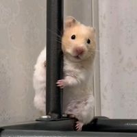 hamstertiti2
