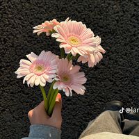 ibnploojsiab12