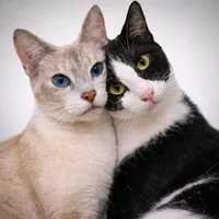 original sound - negoesandrinha