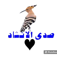 original sound - sda_alinshad