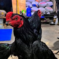 suara asli - Suka Ayam 🐓