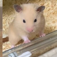 hamster6193