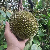 fb Nghung204