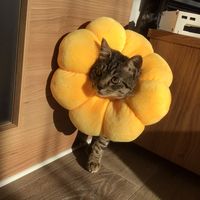 オリジナル楽曲 - 🐈‍⬛グミねこ🐈‍⬛