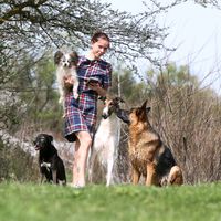 thedogcollection