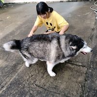 pizzadog28