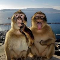 monkeys.mm2
