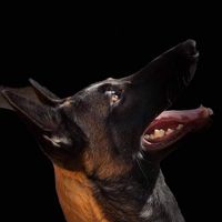 k9danieldz