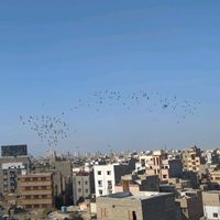 liaquatabadpigeons
